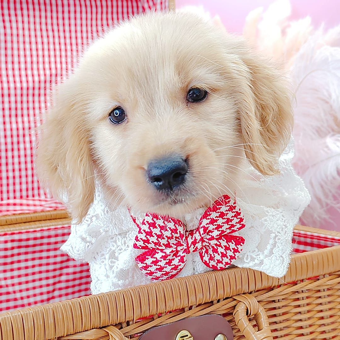 Golden Retriever 黄金猎犬