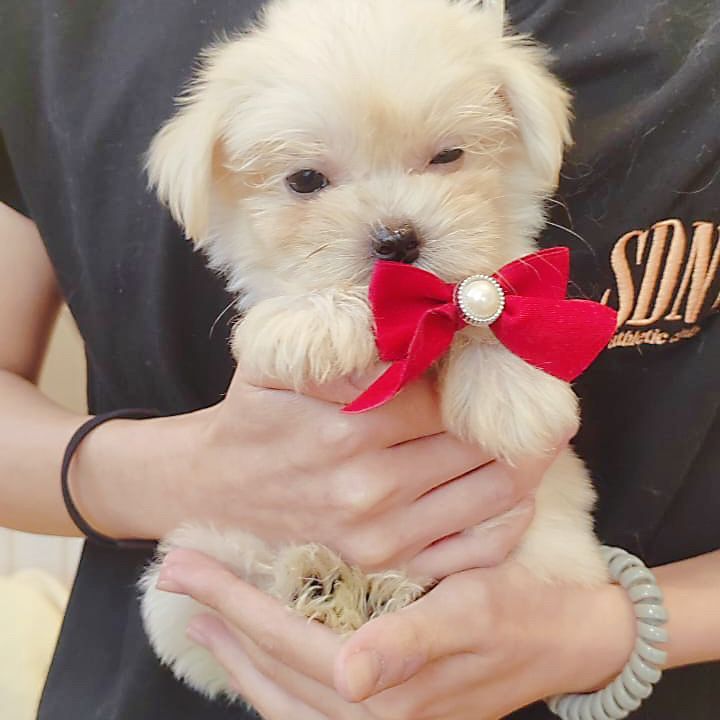 Maltese 马尔济斯