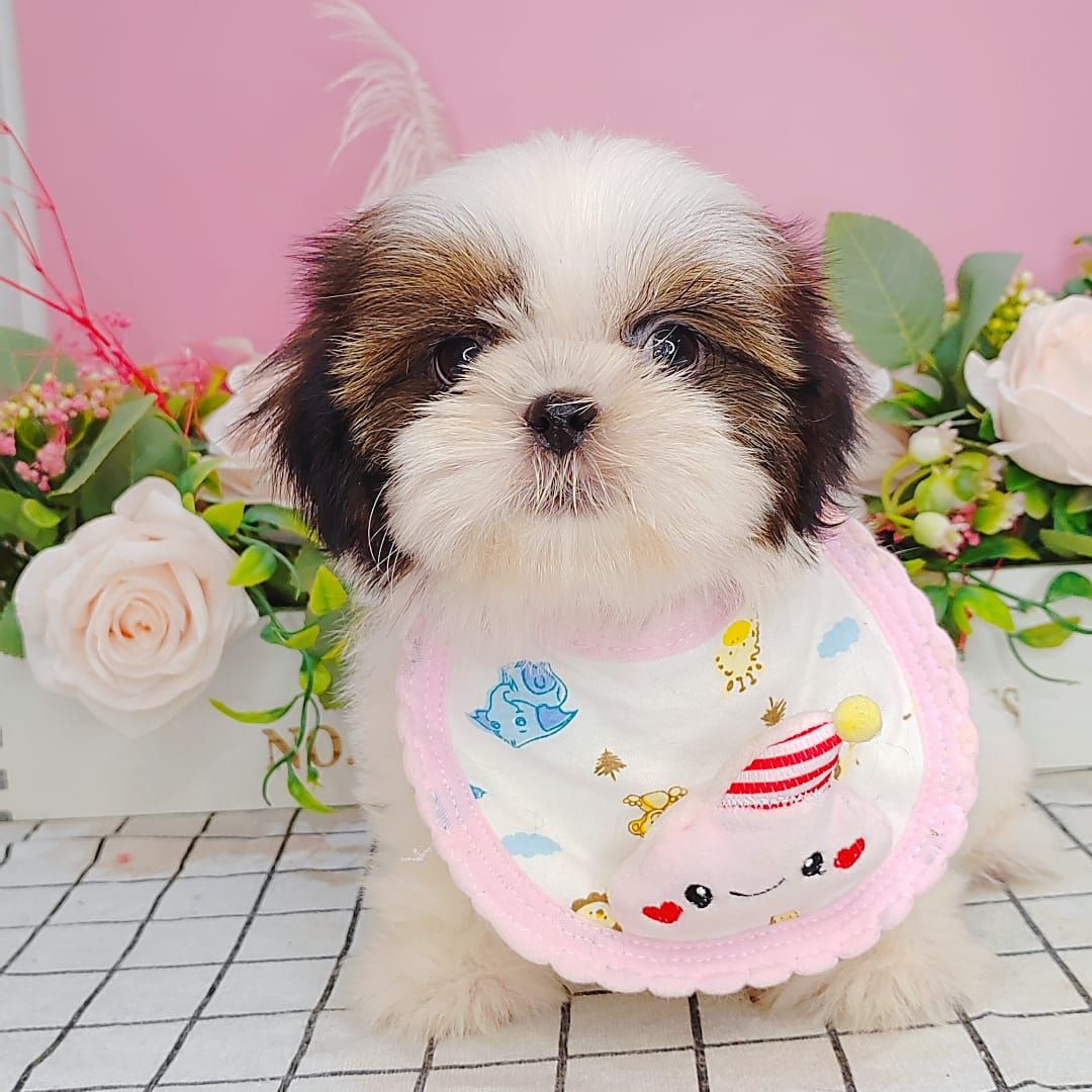 Shih Tzu 西施