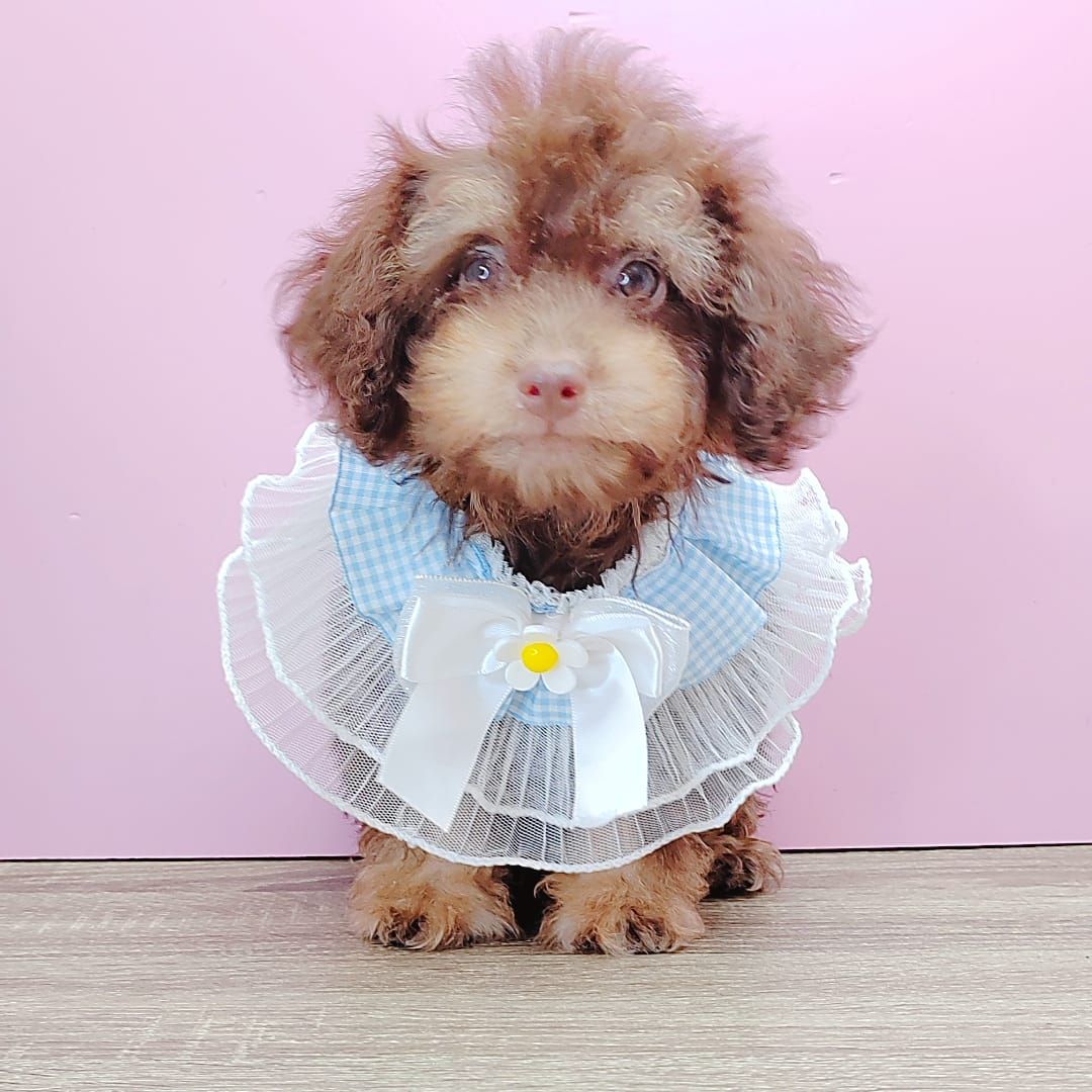 Poodle 娉拌开璐靛