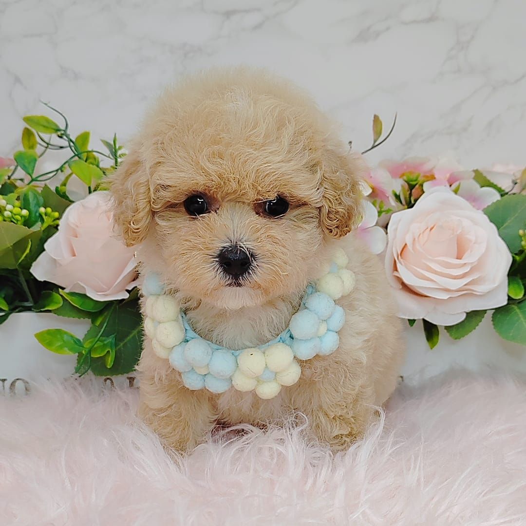  Poodle 娉拌开璐靛