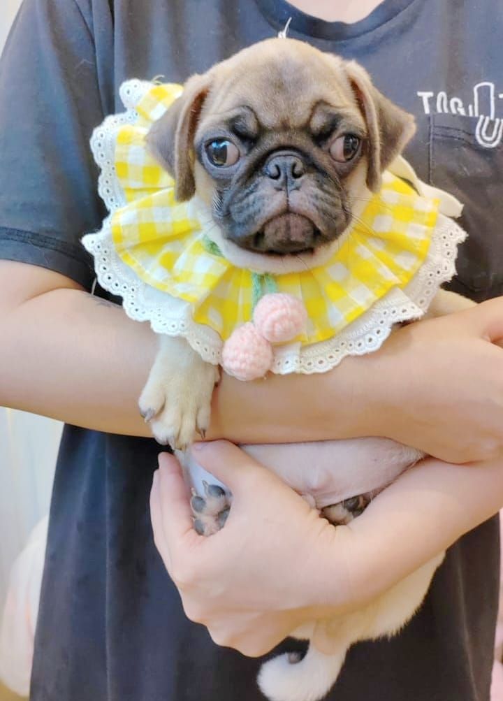 Pug 巴哥