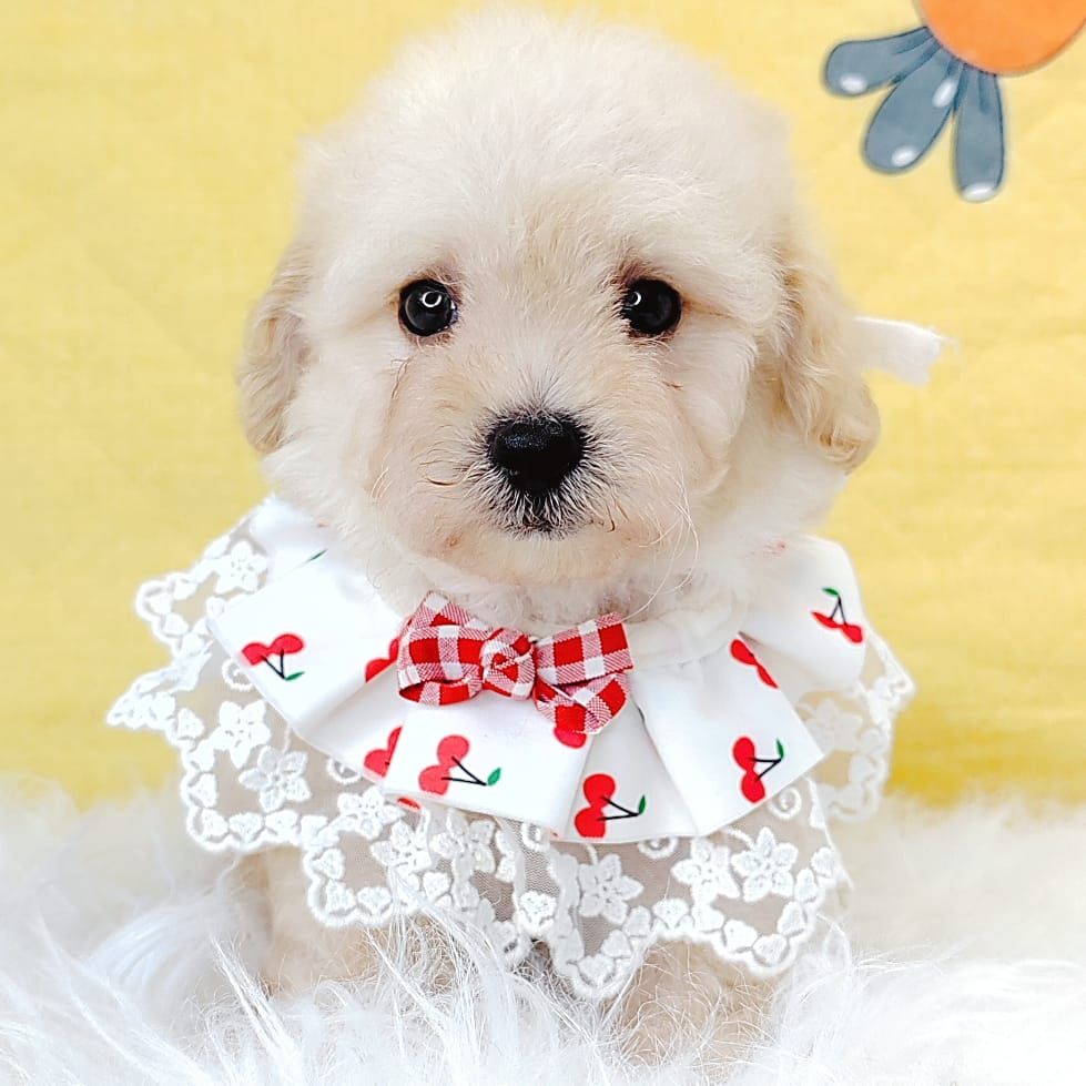 Poodle 娉拌开璐靛