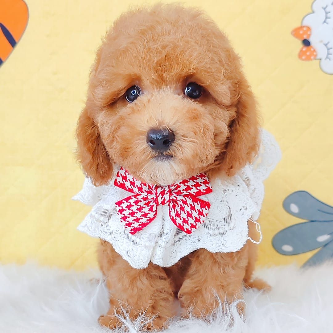 Maltipoo 马尔泰迪
