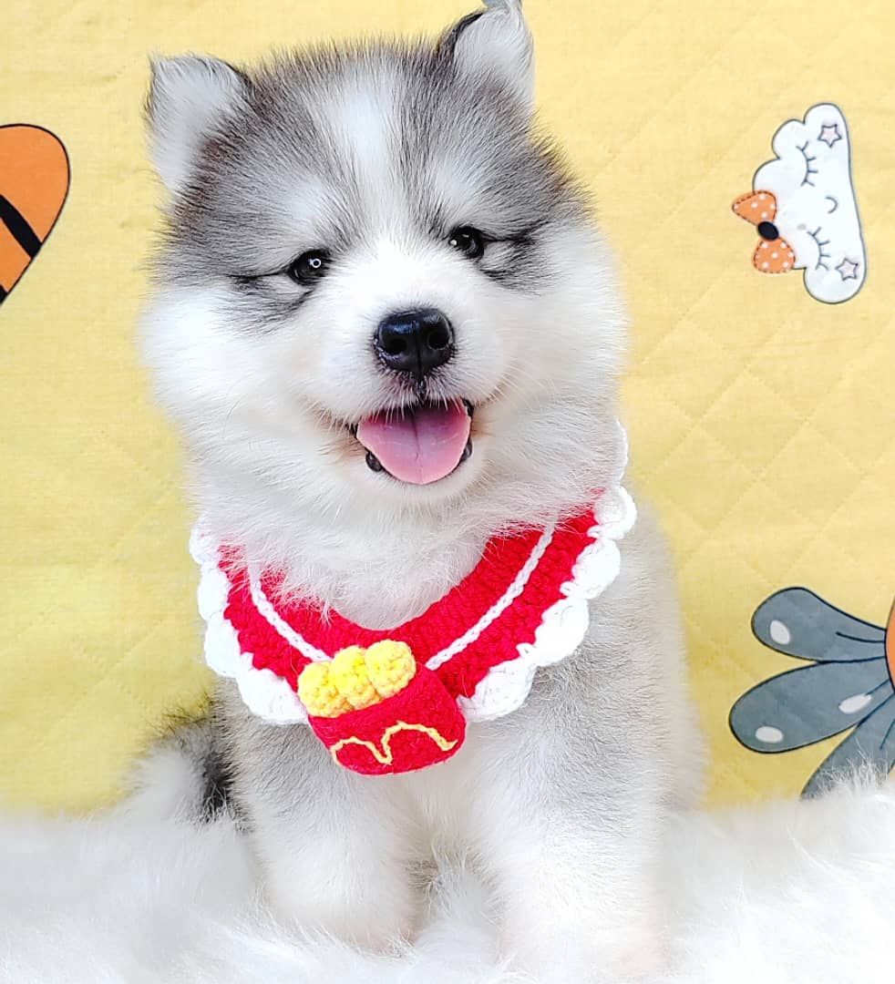 Wooly Husky 哈士奇