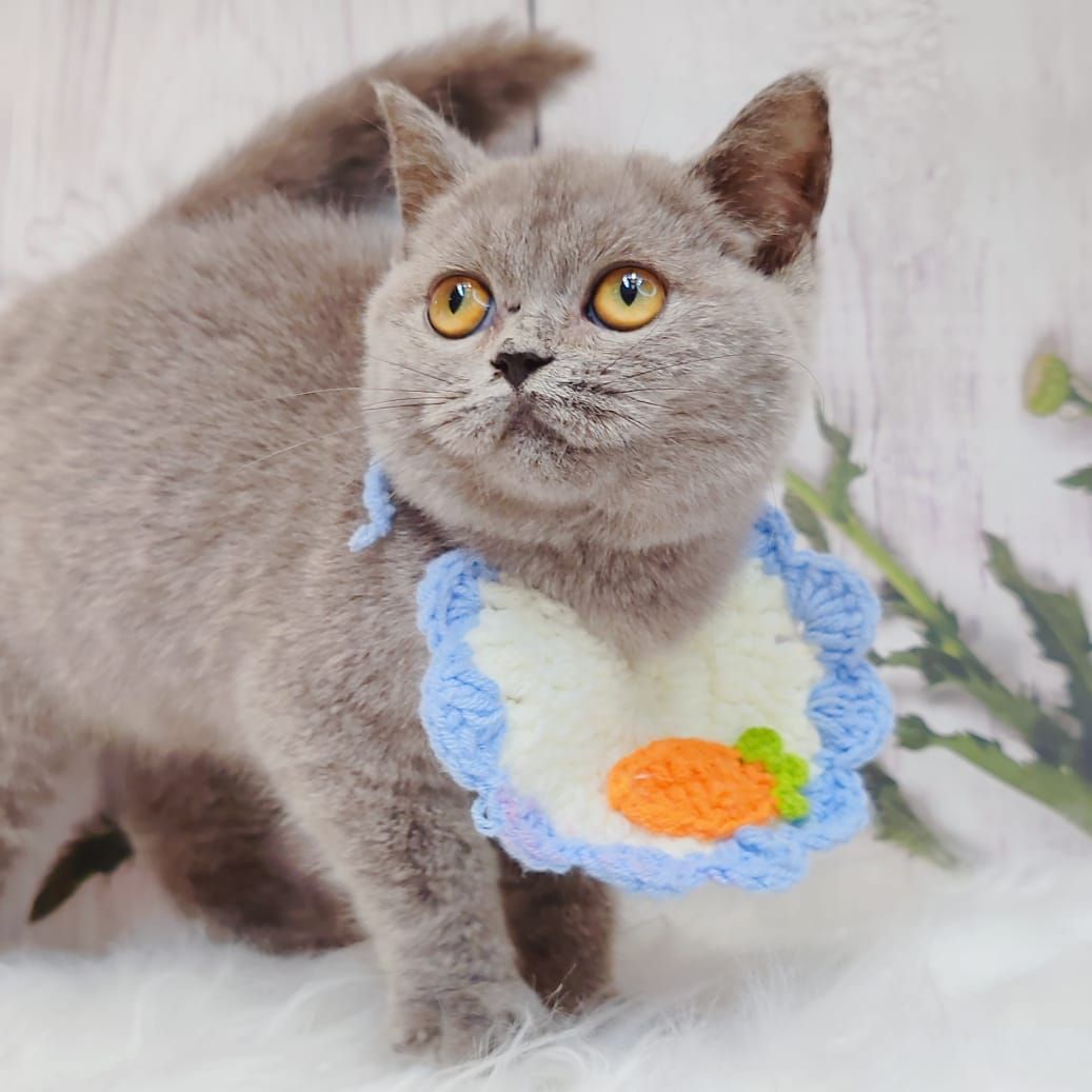 British Short Hair ( BSH ) 英短猫咪