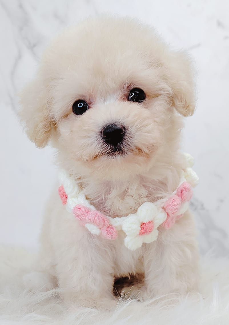 Poodle 璐靛娉拌开
