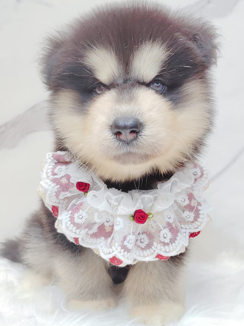 Alaskan Husky 阿拉斯加哈士奇