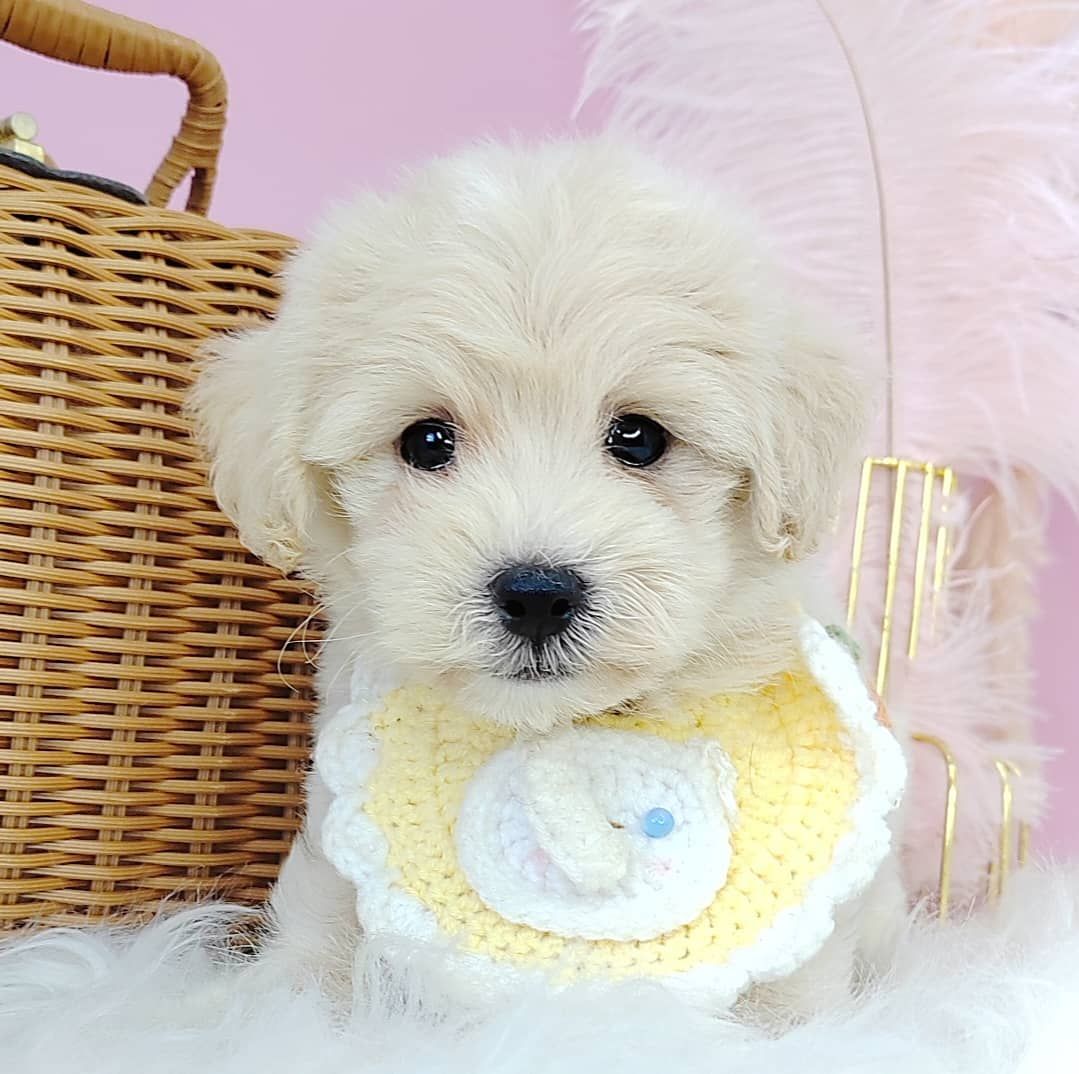 Maltipoo 马尔泰迪