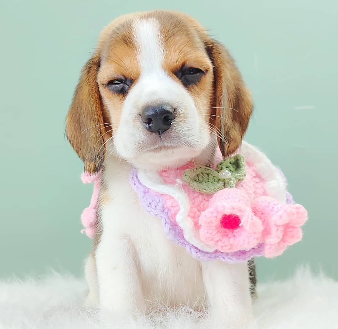 Beagle 米格鲁