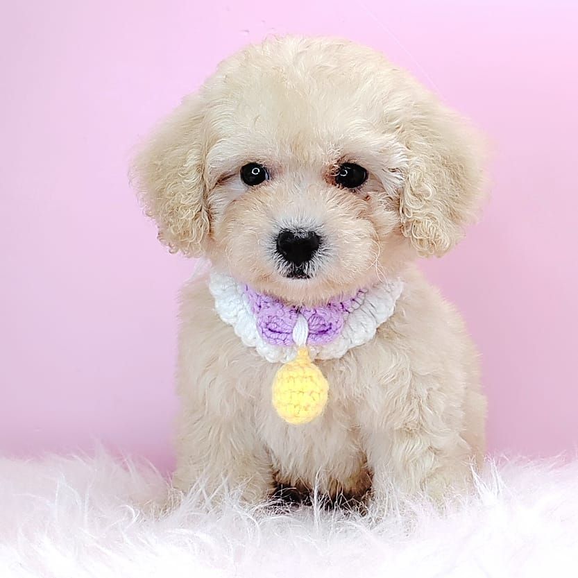 Poodle 娉拌开璐靛