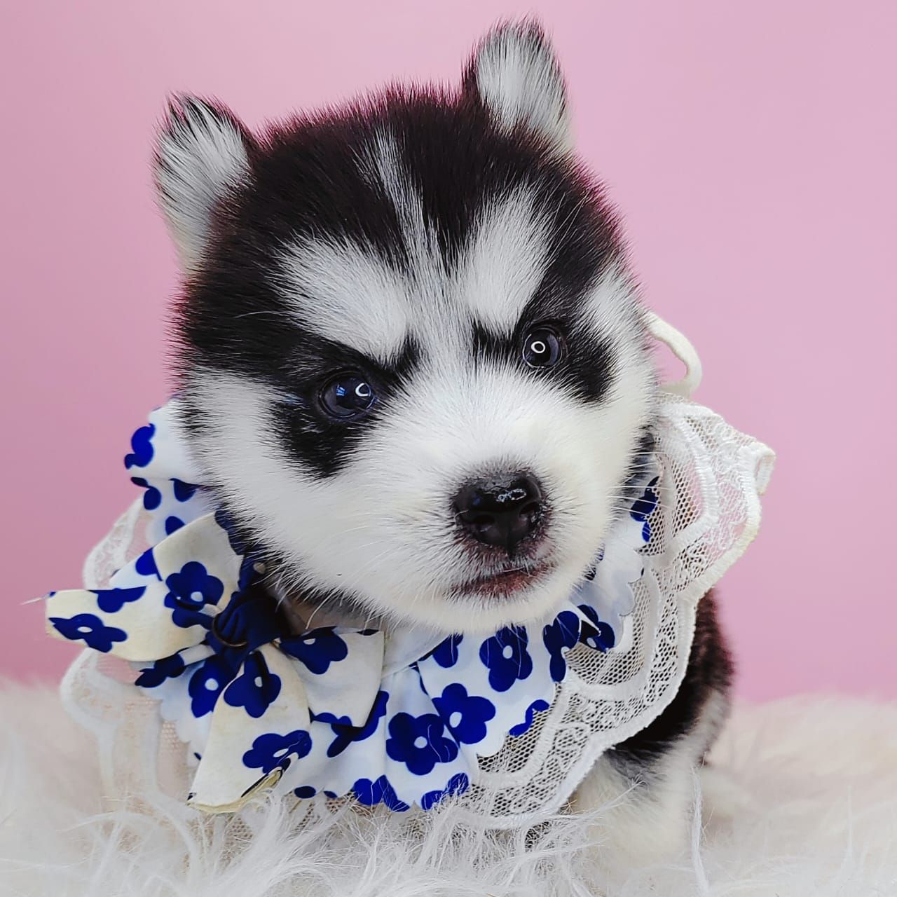 Pomsky 博士奇