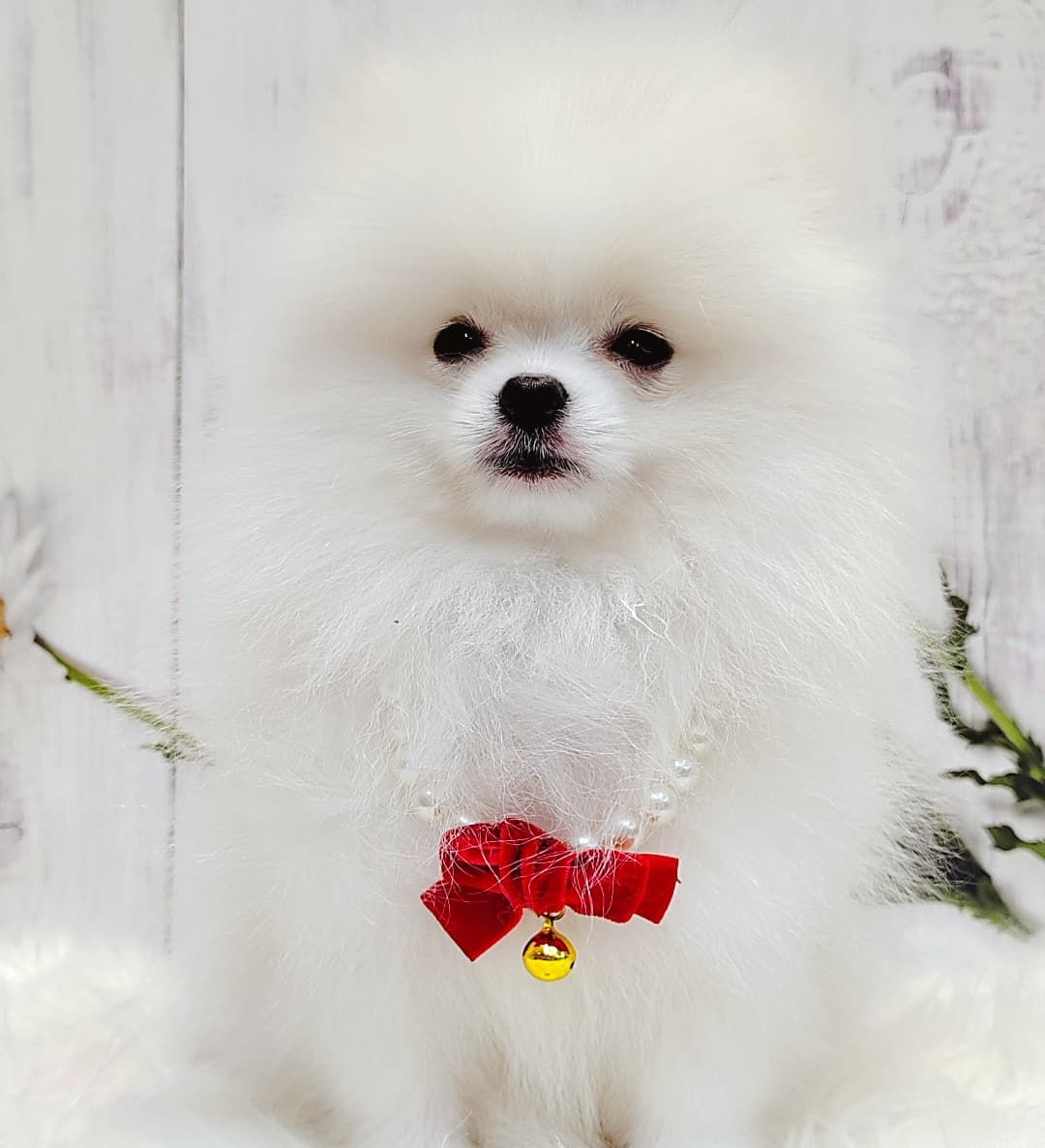 Pomeranian 博美