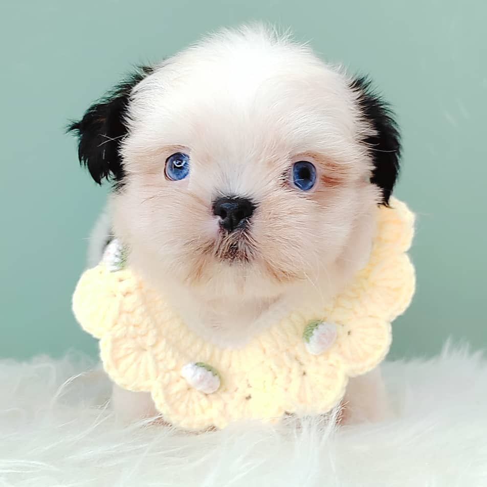Shih Tzu 西施