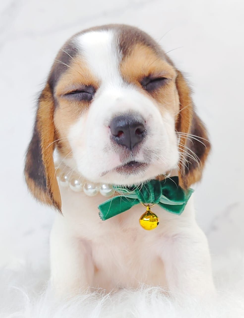 Beagle 米格鲁