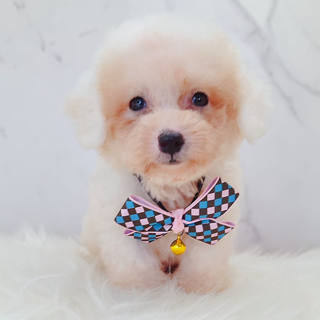 Poodle 娉拌开璐靛