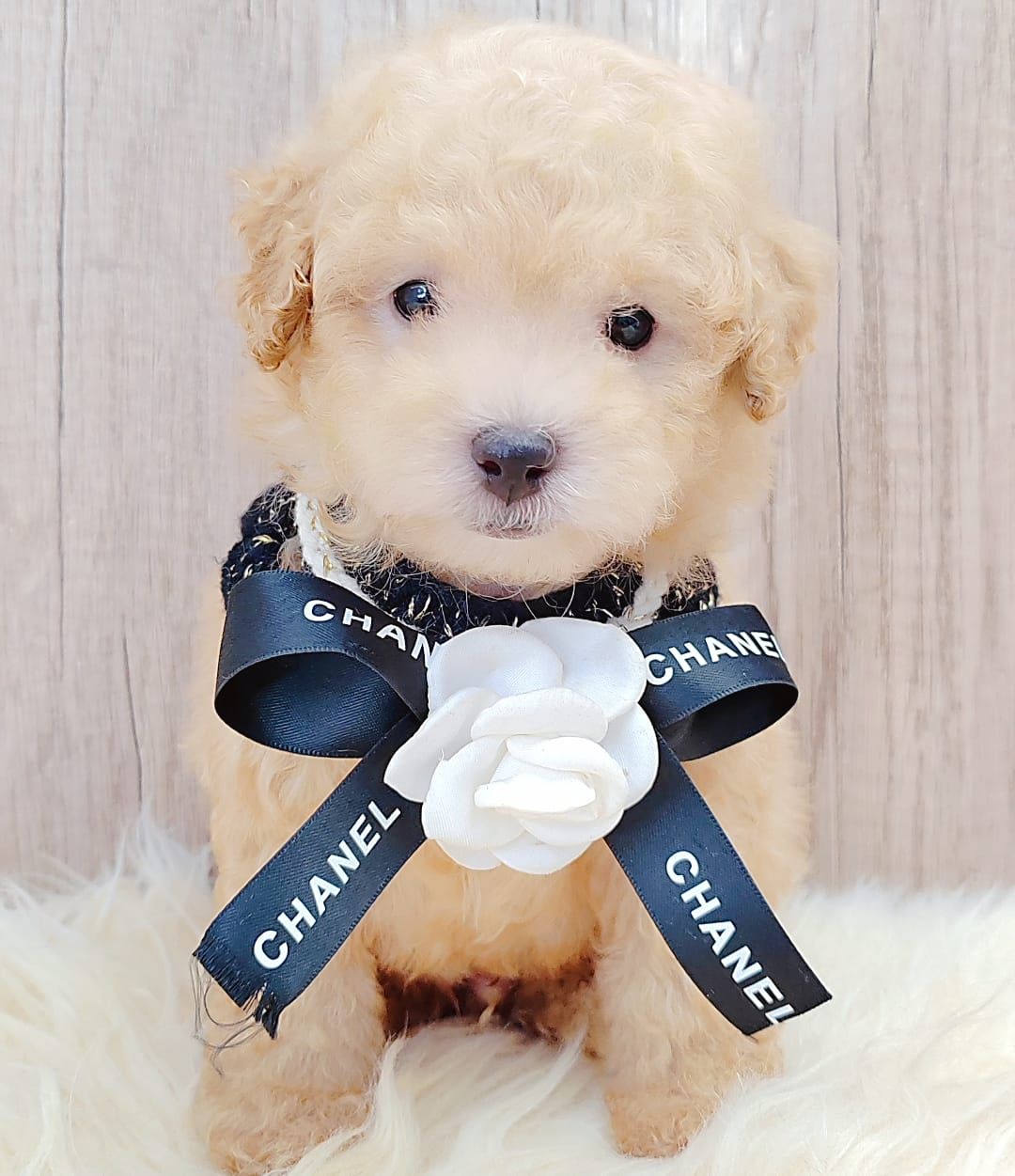 Poodle 娉拌开璐靛
