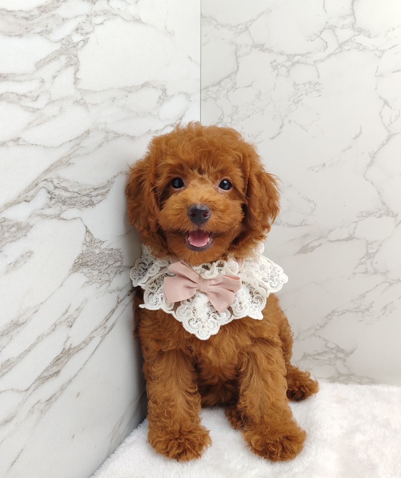 Poodle 娉拌开璐靛
