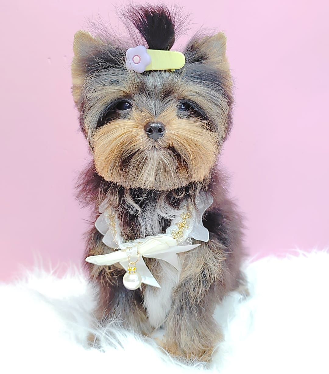 Yorkshire Terrier 约克夏