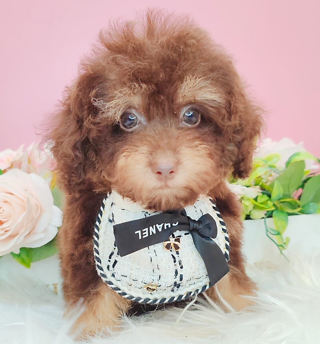 Poodle 娉拌开璐靛