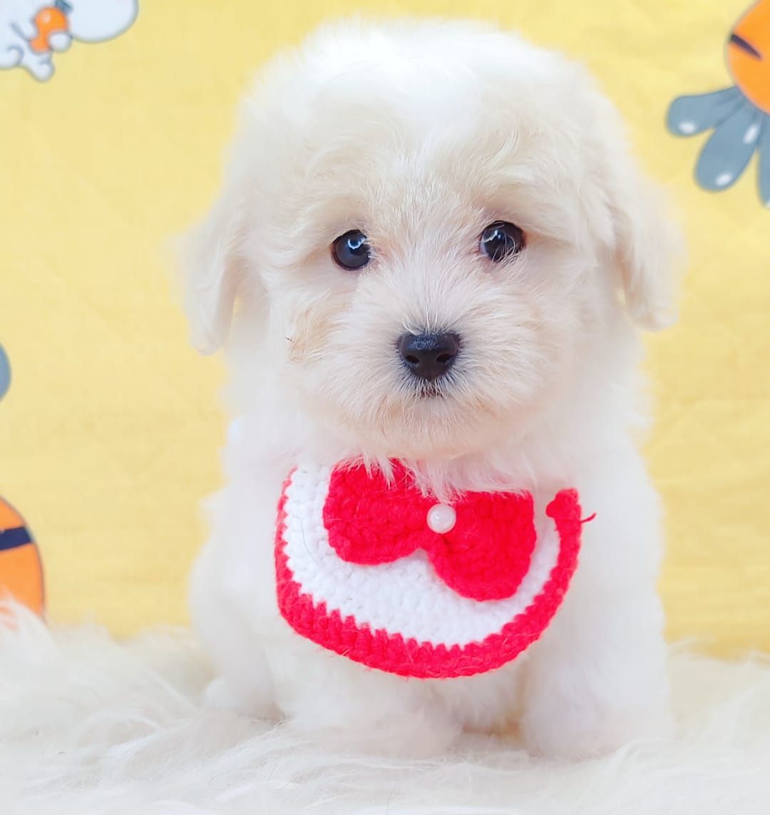 Maltipoo 马尔泰迪