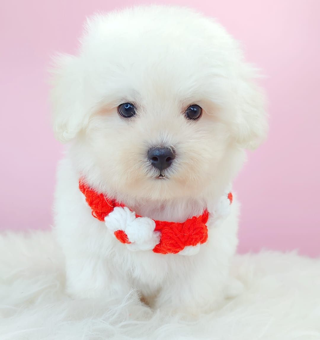 Bichon 比熊