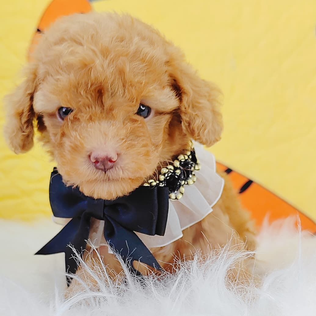 Poodle 娉拌开璐靛