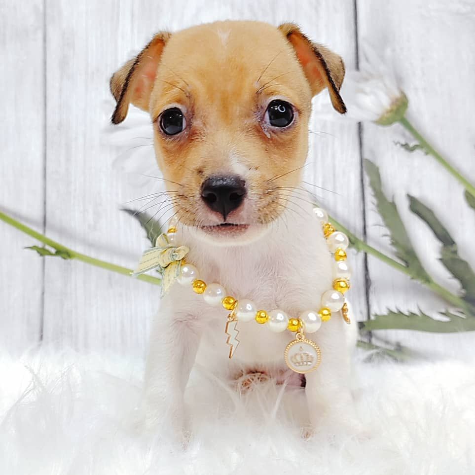 Jack Russell Terrier 杰克罗素梗