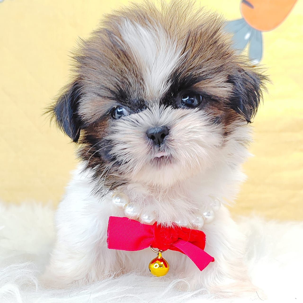 Shih Tzu 西施