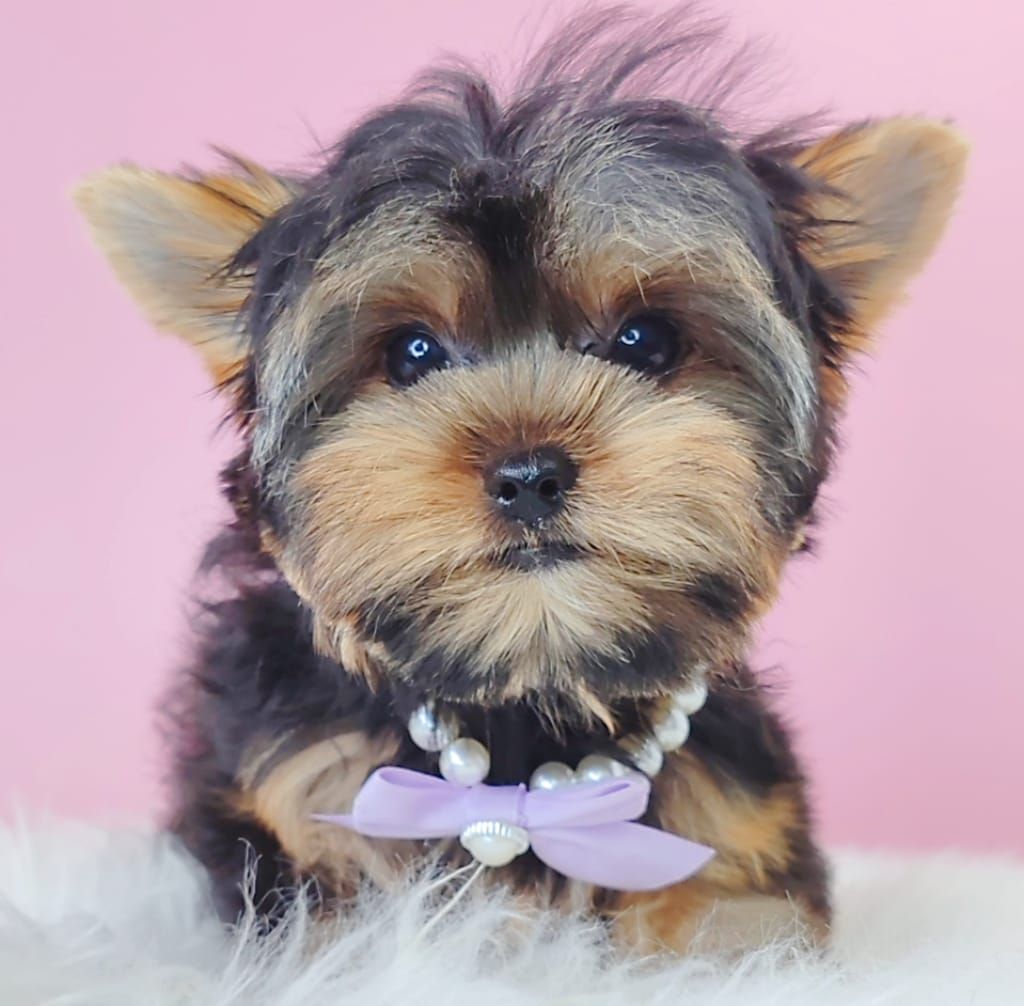 Yorkshire Terrier (Yorkie) 约克夏
