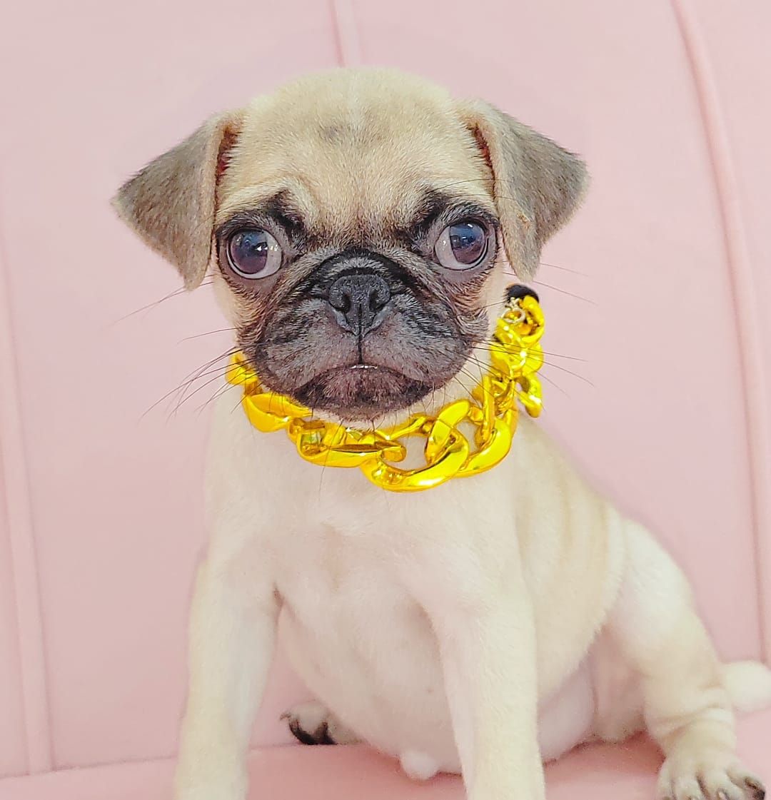Pug 巴哥