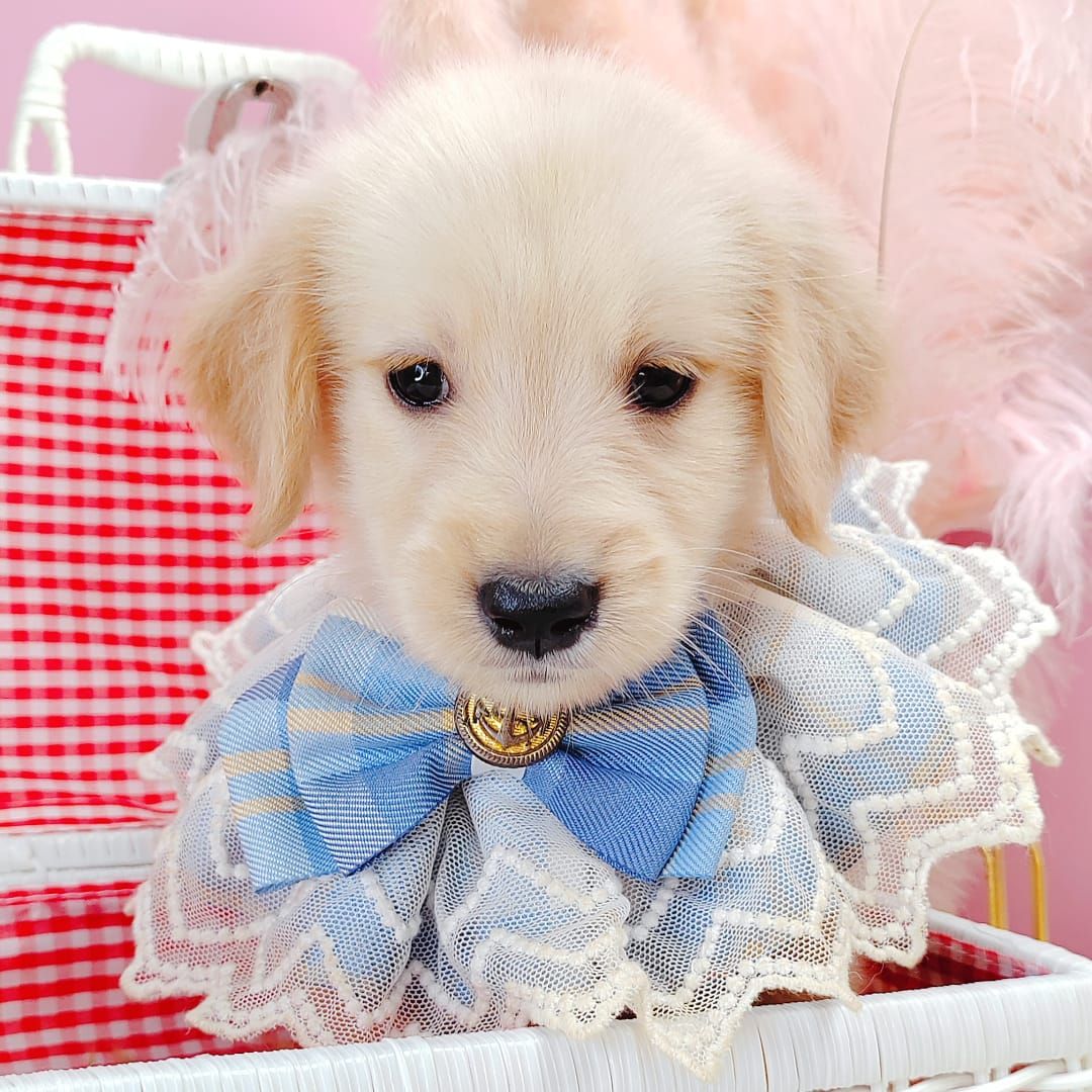 Golden Retriever 黄金猎犬