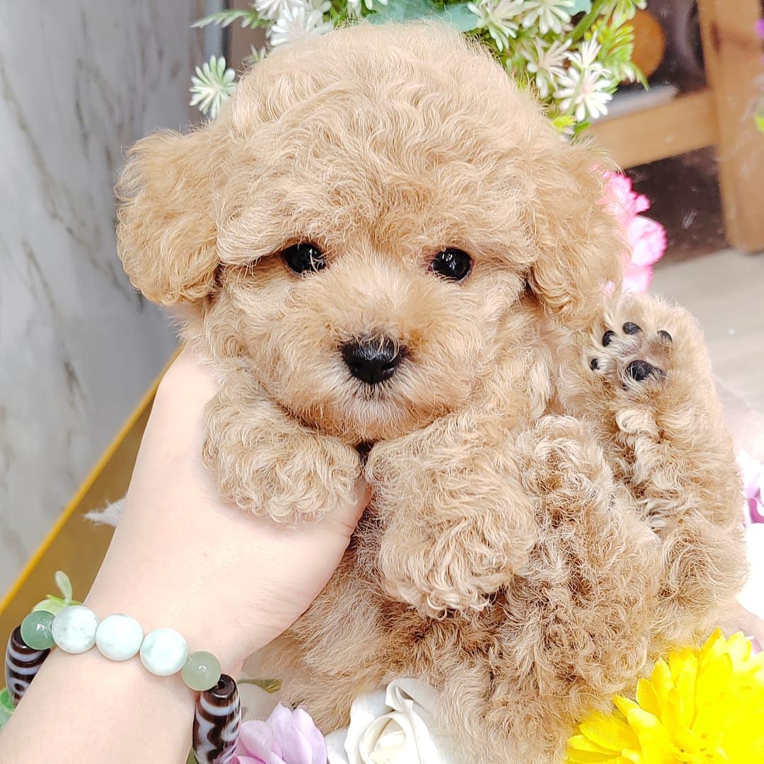 Poodle 娉拌开璐靛