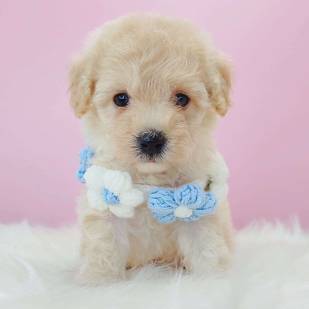 Poodle 娉拌开璐靛