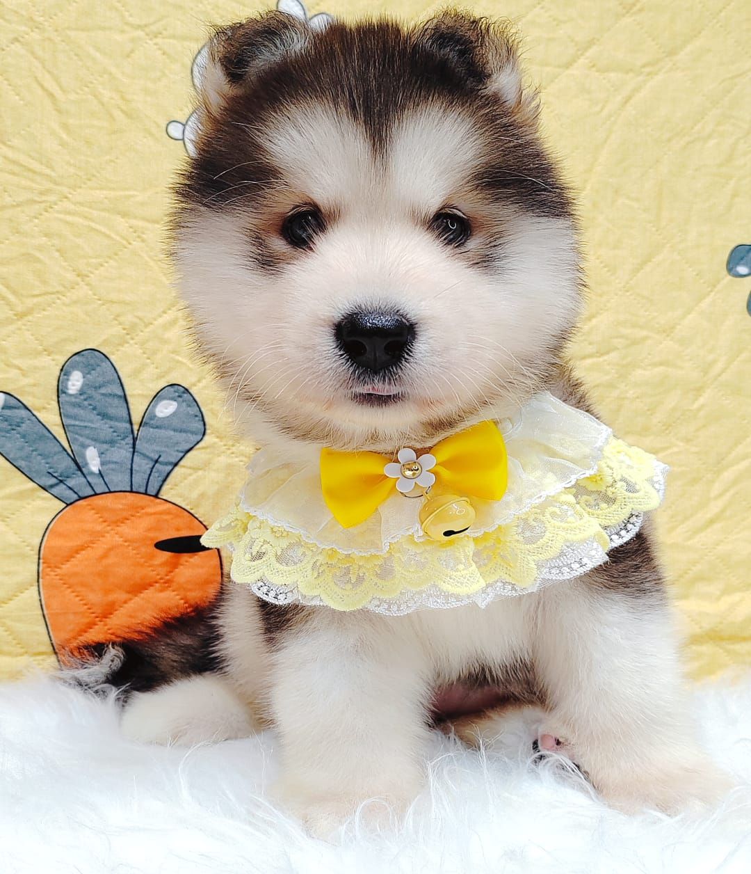 Alaskan Malamute 长毛哈士奇加阿拉斯加