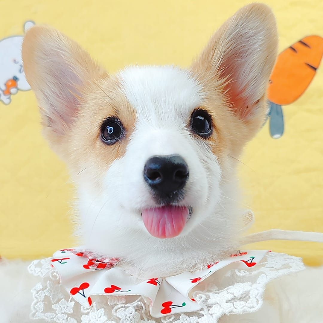 Corgi 柯基