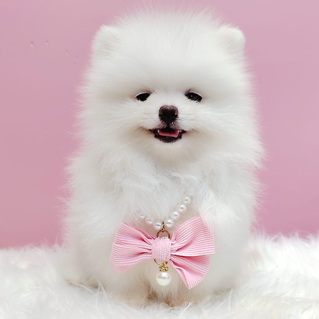 Pomeranian 博美