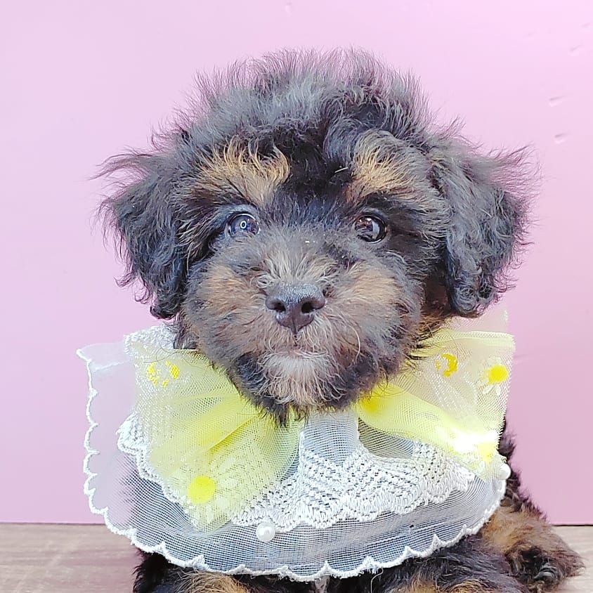 Poodle 娉拌开璐靛