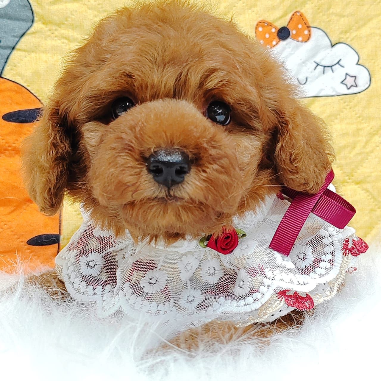 Poodle 娉拌开璐靛