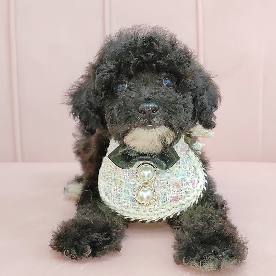 Poodle 娉拌开璐靛