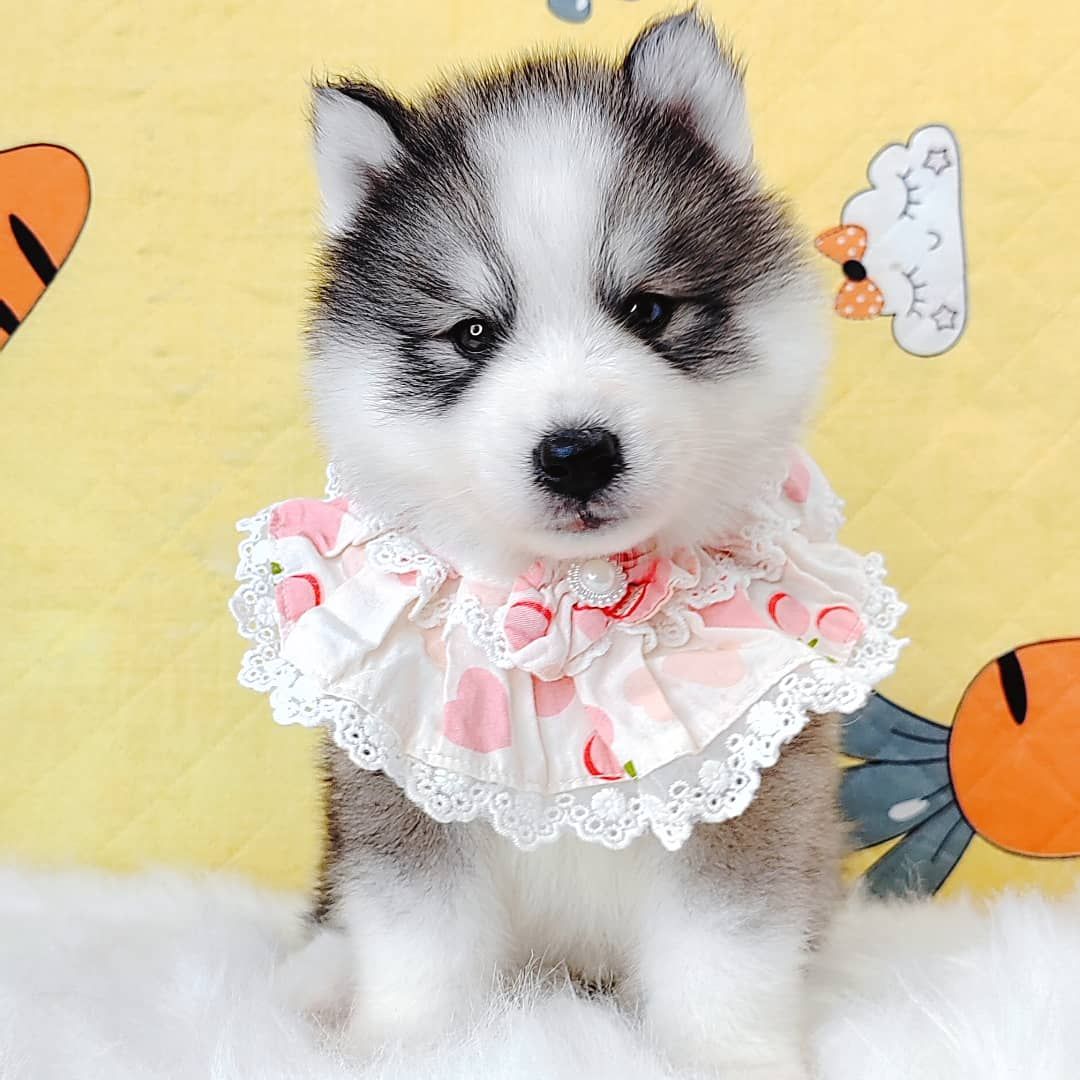 Wooly Husky 哈士奇