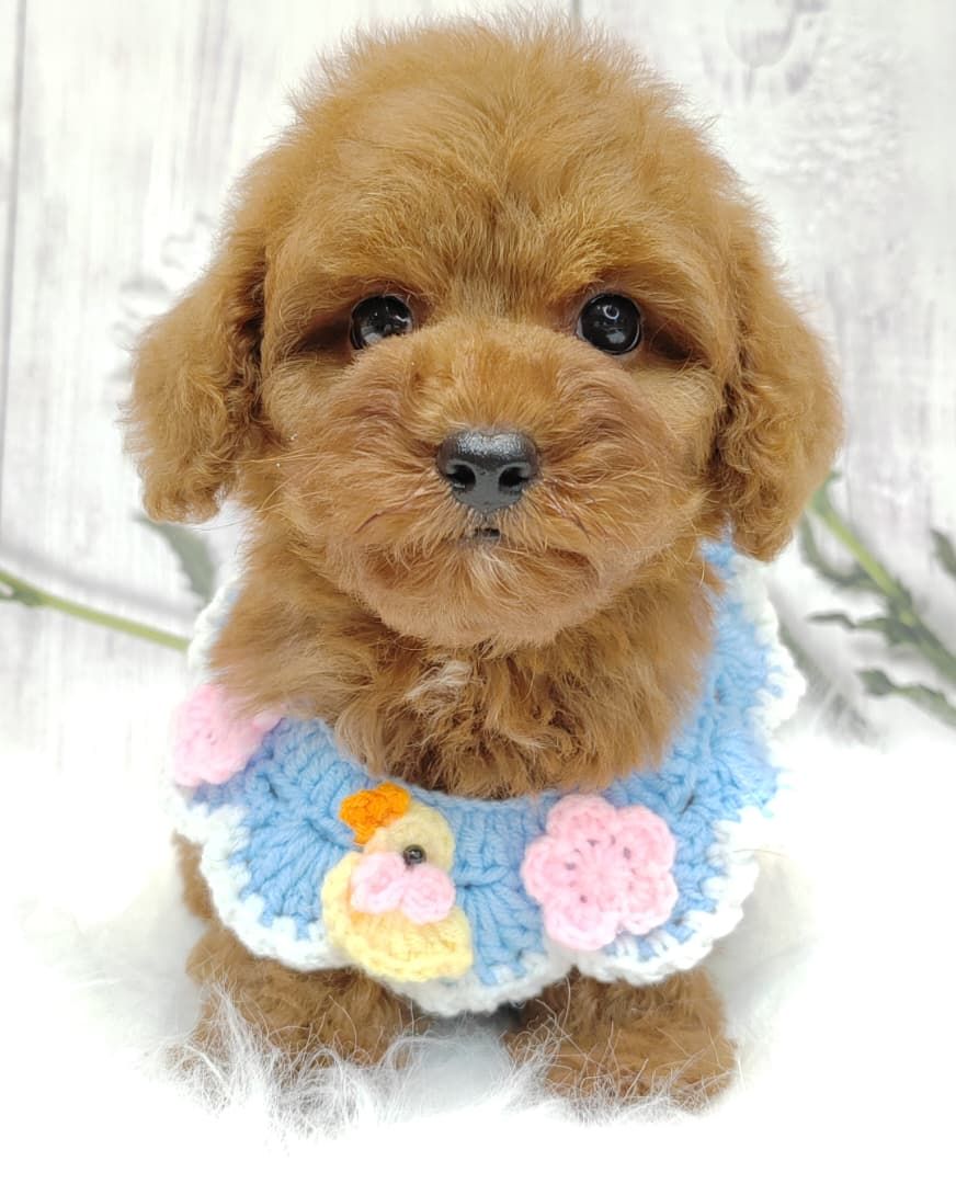 Poodle 娉拌开璐靛