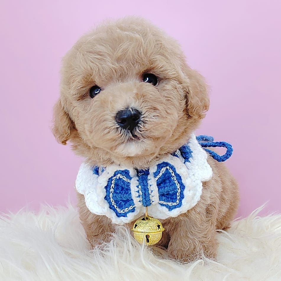 Poodle 娉拌开璐靛