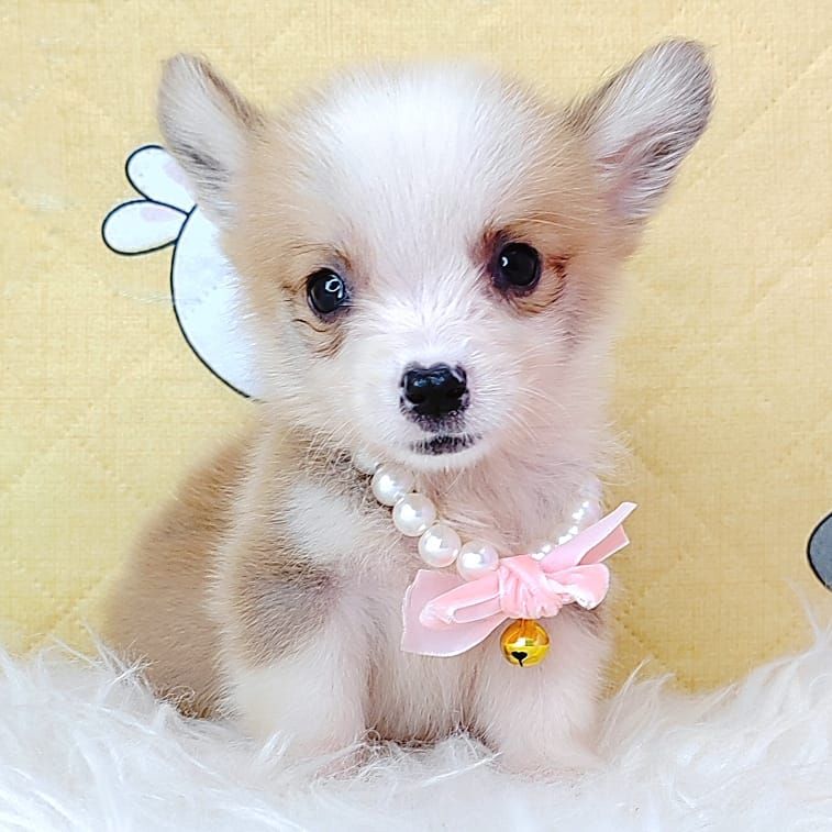 Corgi 柯基