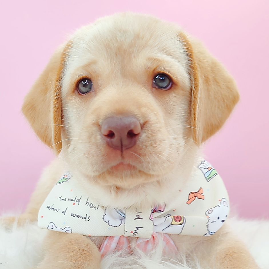 Labrador Retriever 拉布拉多