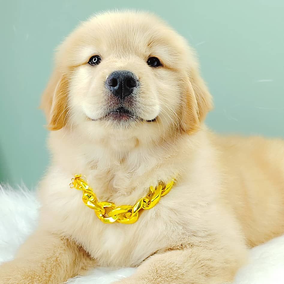 Golden Retriever 黄金猎犬