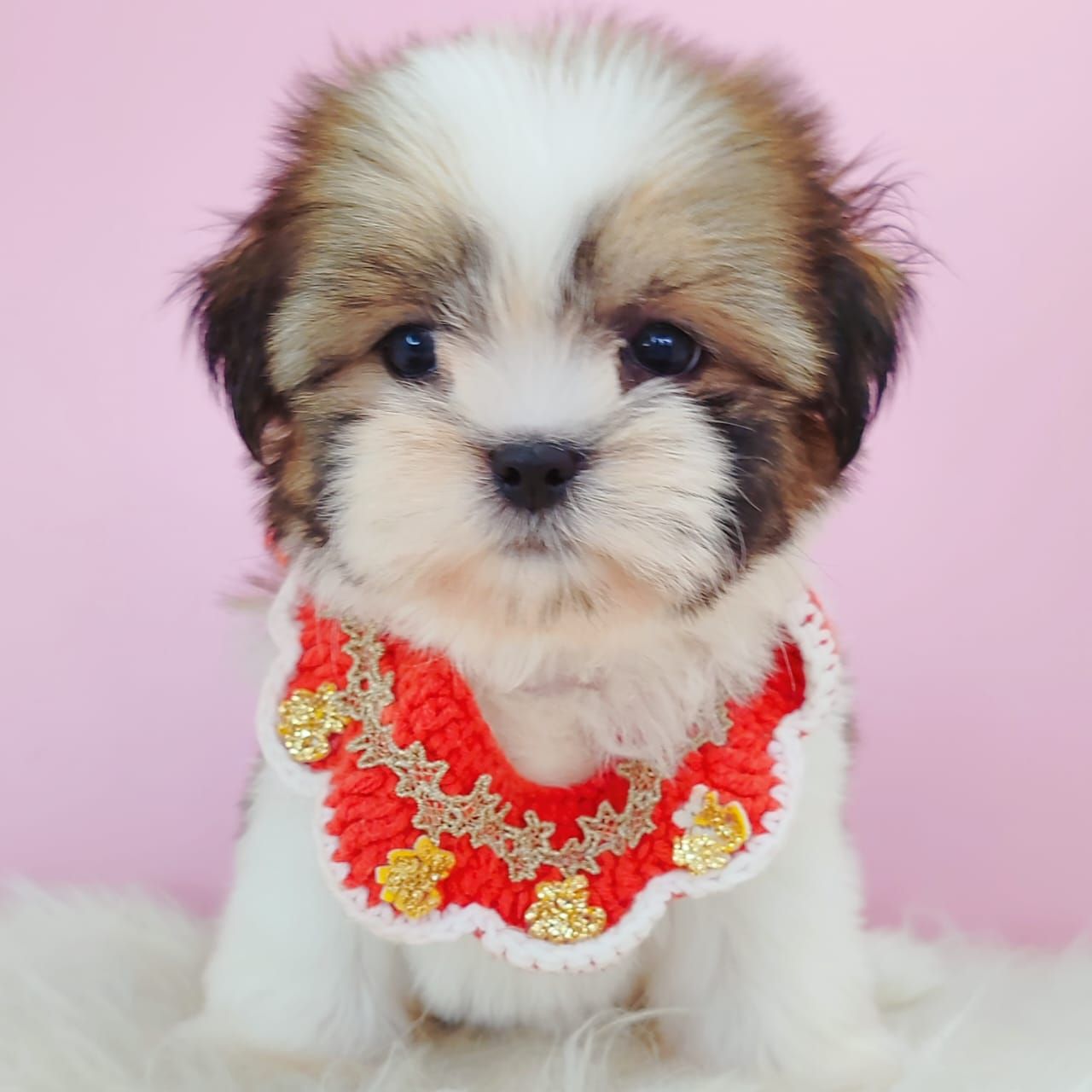 Shih Tzu 西施