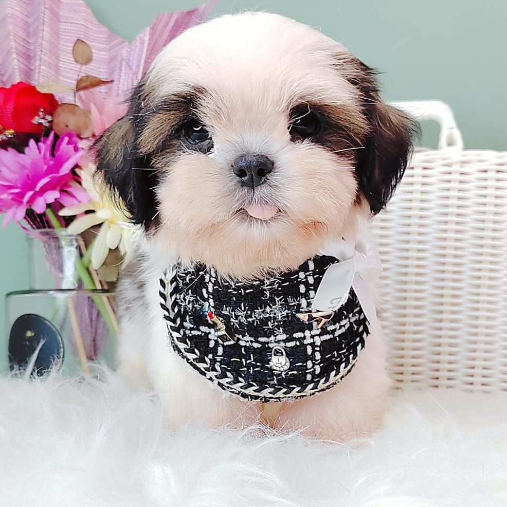 Shih Tzu 西施