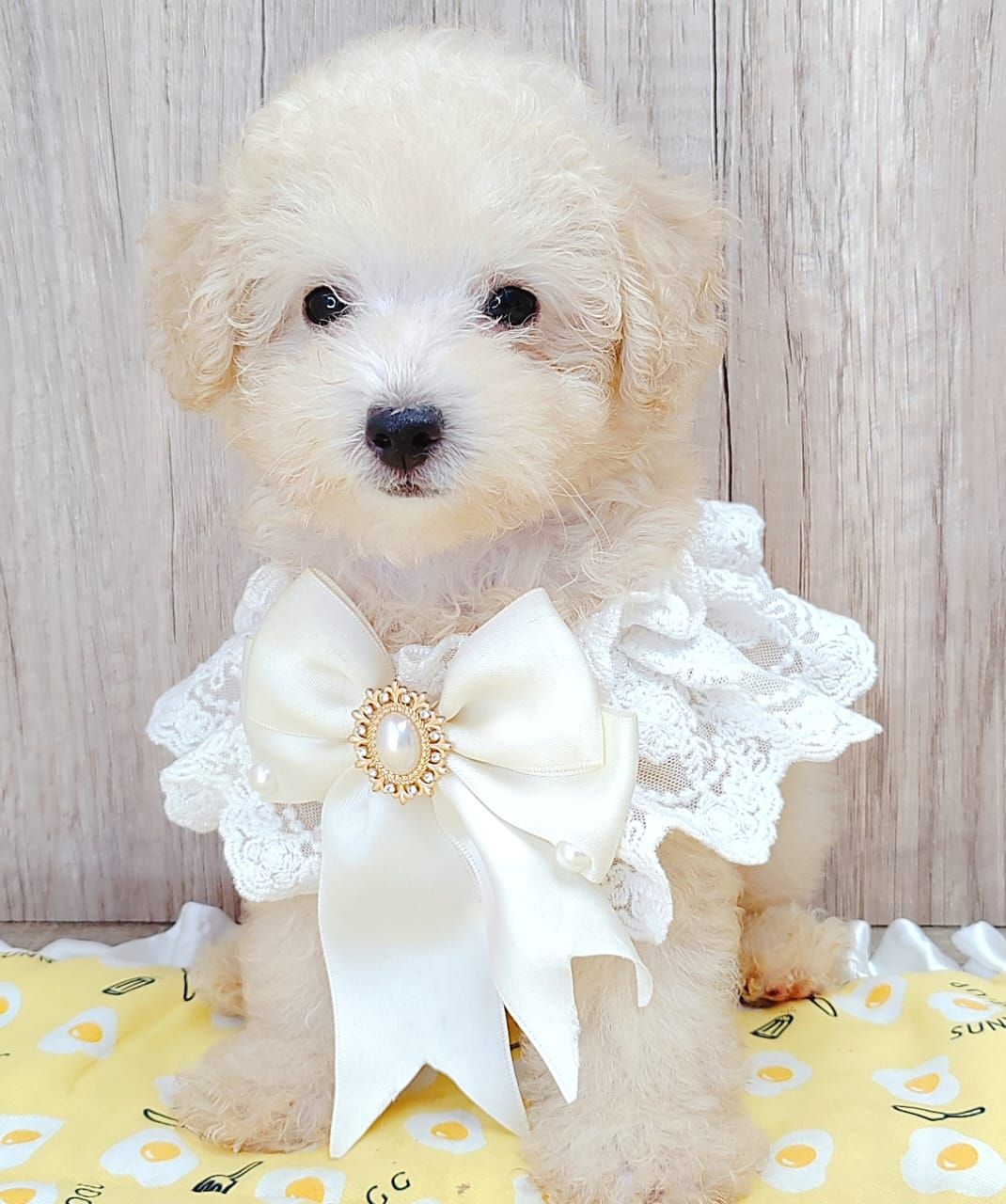 Poodle 娉拌开璐靛