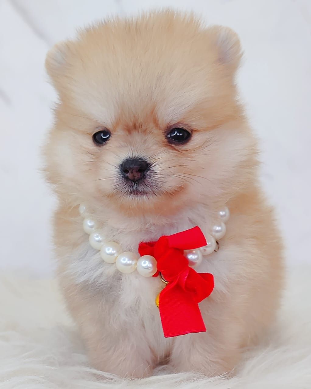 Pomeranian 博美